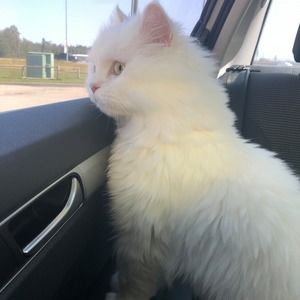 Meet your Posher, Paula